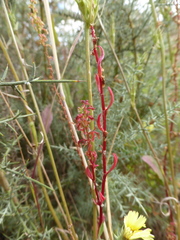 Rumex bucephalophorus bucephalophorus