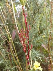 Rumex bucephalophorus bucephalophorus