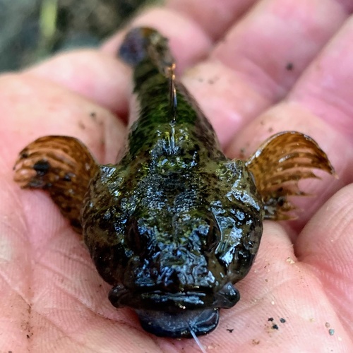 Chabot Bullhead
