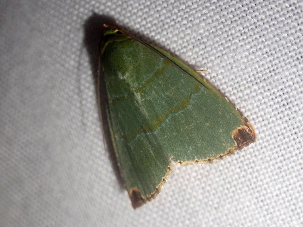 Chloriola gratissima (Chloriola gratissima)