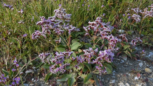 Alderney Sea-lavender (Limonium normannicum)