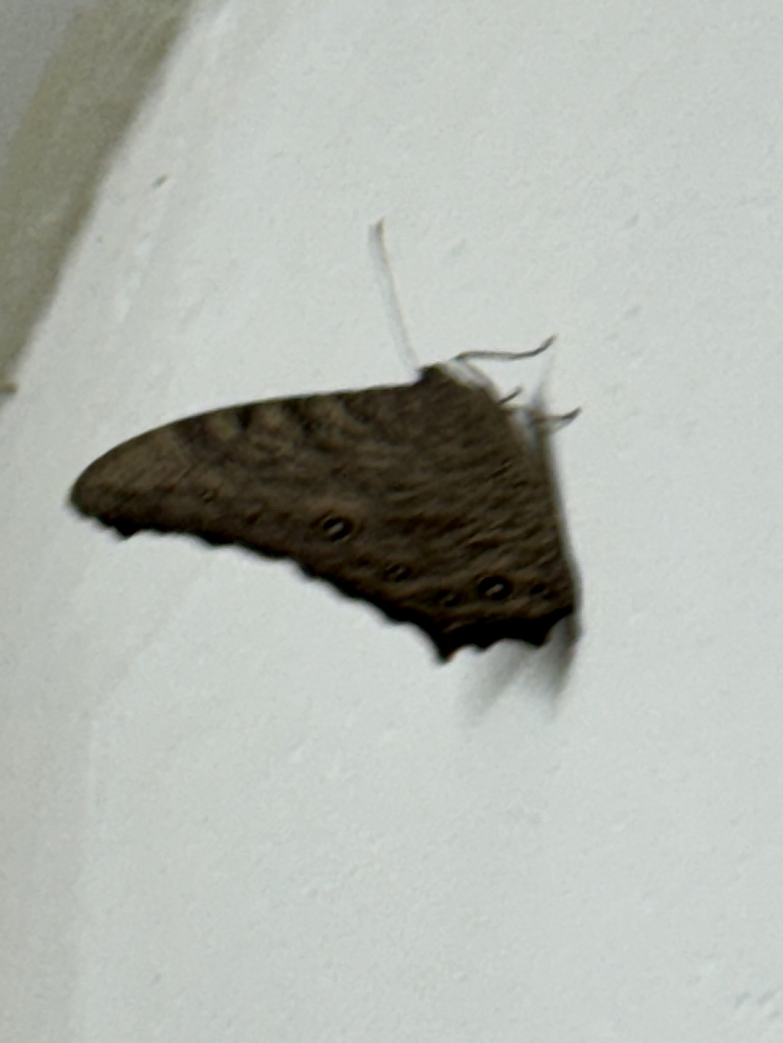 Common Evening Brown