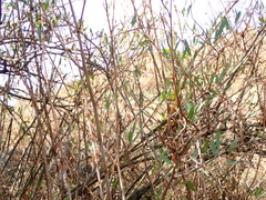 Rumex usambarensis