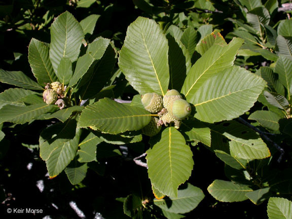 Quercus sadleriana