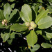 Quercus sadleriana - Photo (c) 2008 Keir Morse, μερικά δικαιώματα διατηρούνται (CC BY-NC-SA)