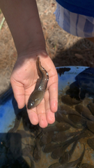 Lithobates heckscheri
