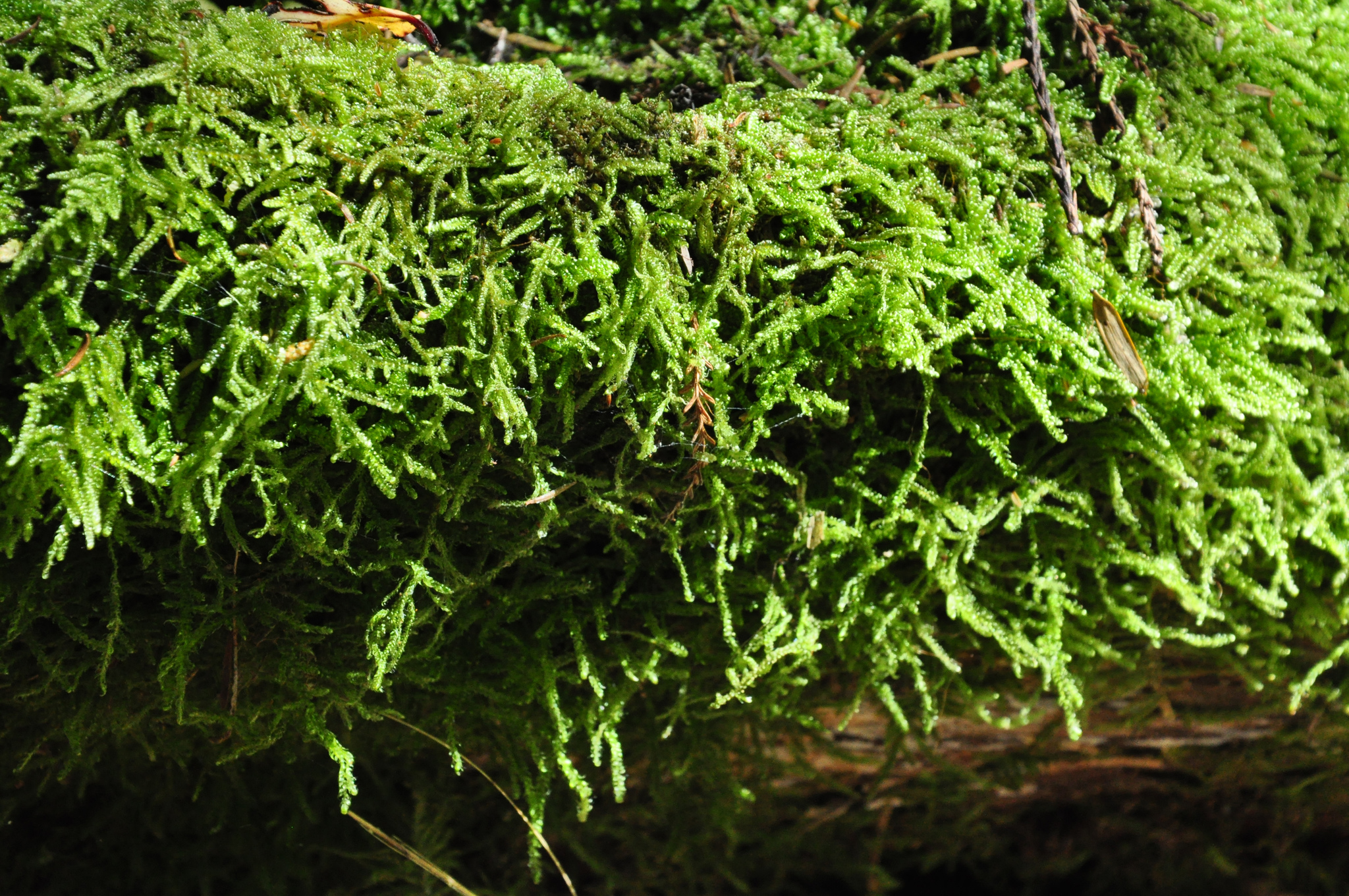 Hypnum cupressiforme var. cupressiforme