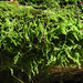 Cypress-leaved Plait-Moss - Photo no rights reserved, uploaded by Peter de Lange