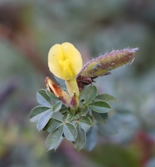 Chamaecytisus hirsutus
