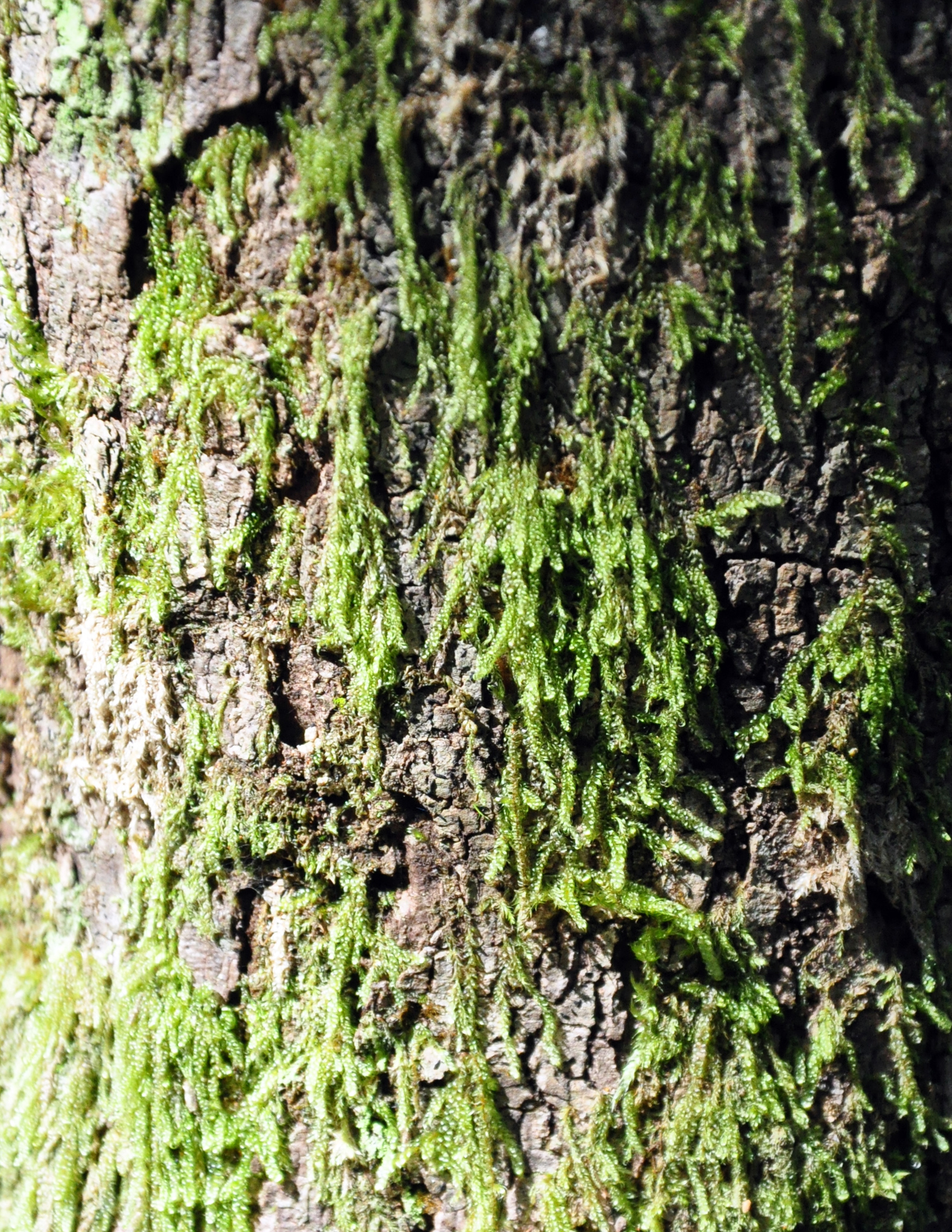 Hypnum cupressiforme var. filiforme