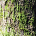 Granitic Cypress Plaitmoss - Photo no rights reserved, uploaded by Peter de Lange
