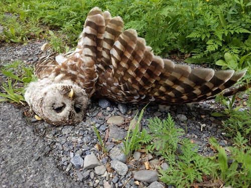 View observation of {o.common_name} on iNaturalist