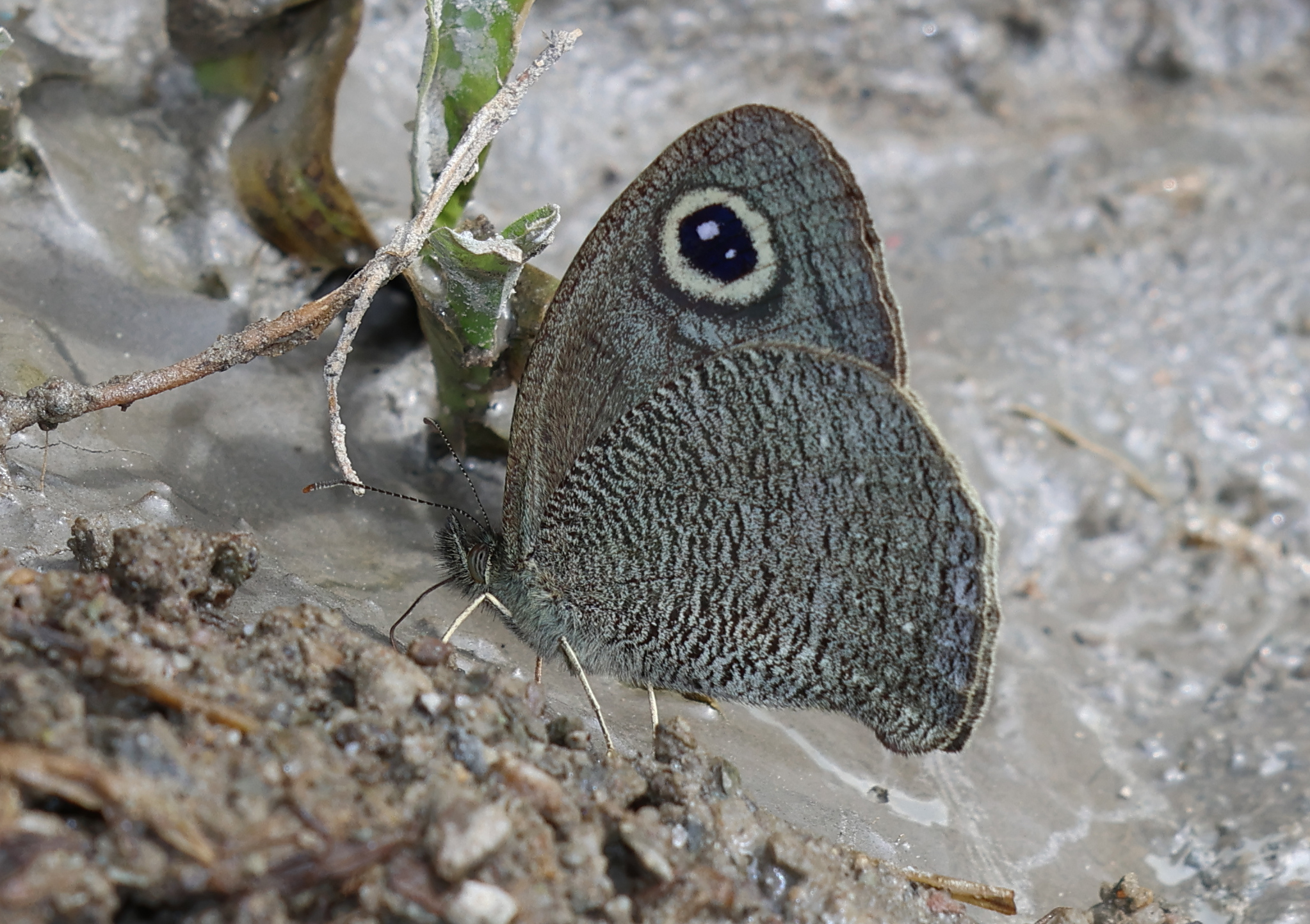 Mottled Argus