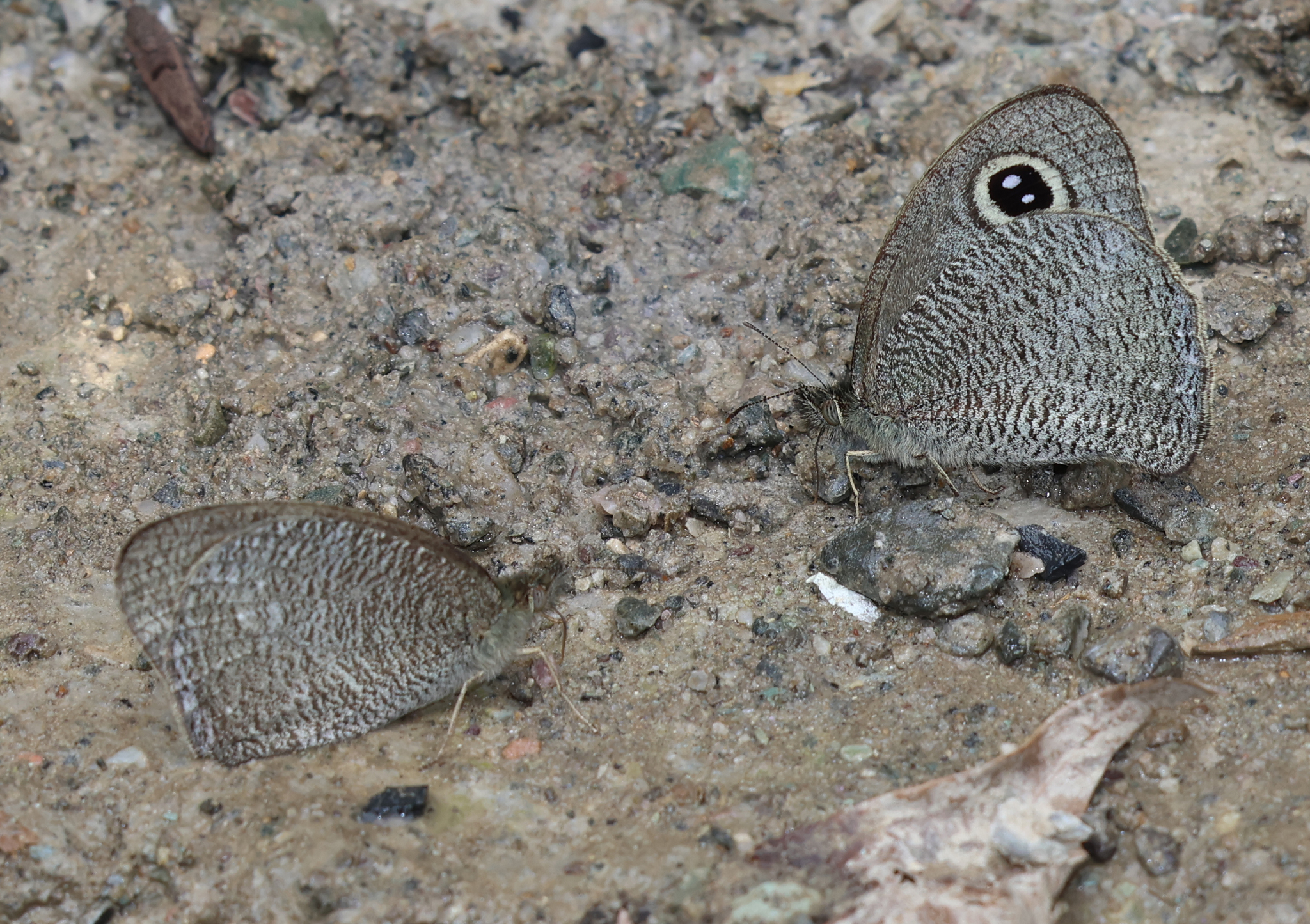 Mottled Argus