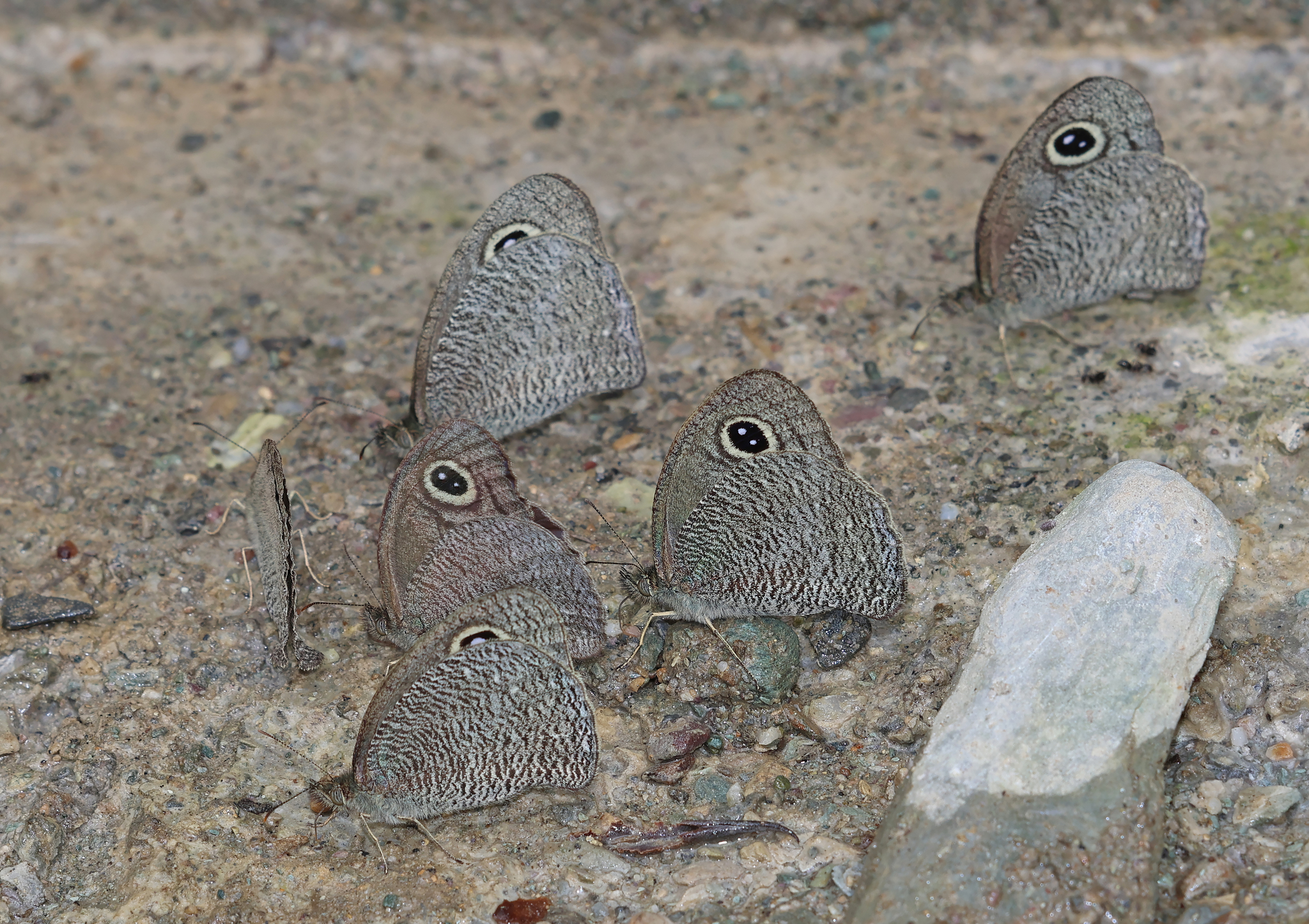 Mottled Argus