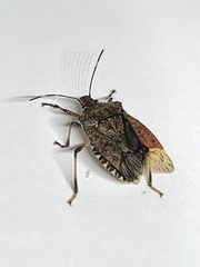 Halyomorpha halys