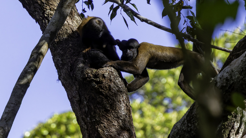 Guianan Bearded Saki