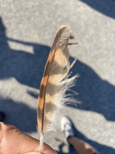 View observation of {o.common_name} on iNaturalist