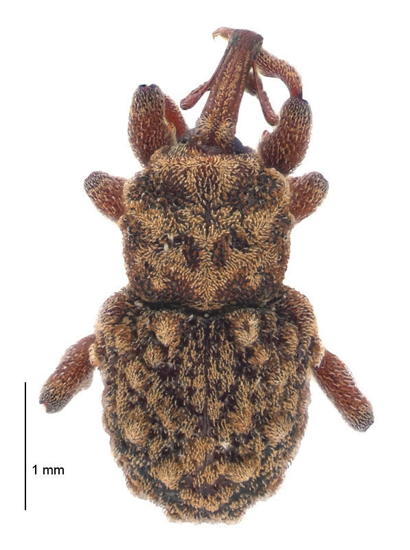 Abantiadinus