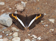 Adelpha corcyra