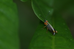 Proctolabinae