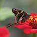 Blurry-striped Longtail - Photo (c) Gaell Mainguy, some rights reserved (CC BY-NC-ND), uploaded by Gaell Mainguy