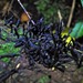 Xylaria arbuscula - Photo no rights reserved, uploaded by Peter de Lange