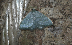 Chloropteryx opalaria