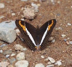 Adelpha corcyra