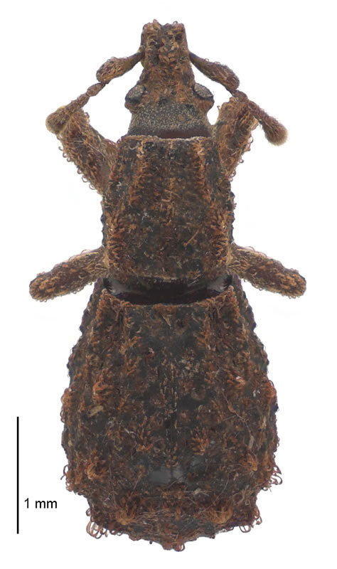 Phrynixini