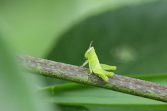 Abracris flavolineata