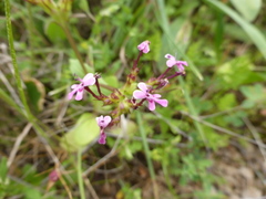 Fedia graciliflora