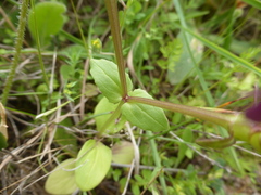 Fedia graciliflora