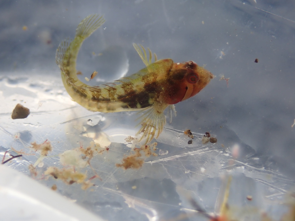 Twinhorn blenny (Coralliozetus cardonae) — Chaenopsidae