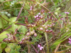 Fedia graciliflora