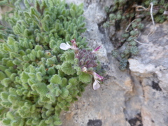 Teucrium rotundifolium