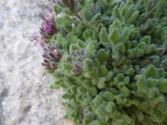 Teucrium rotundifolium