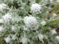 Teucrium capitatum