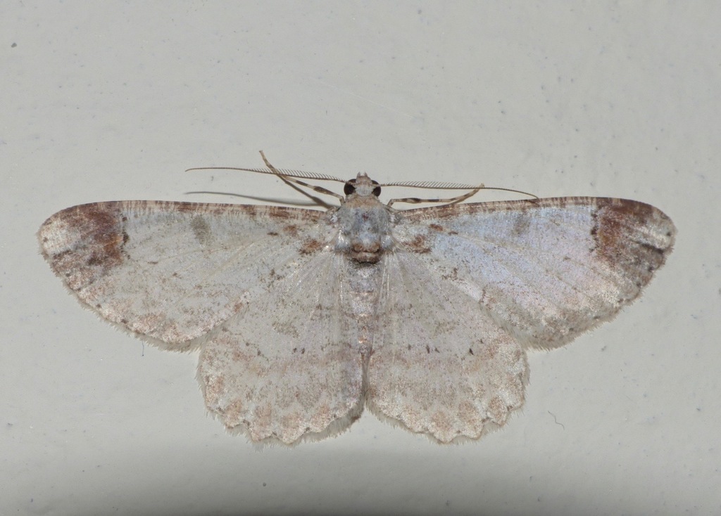 Iridopsis aviceps