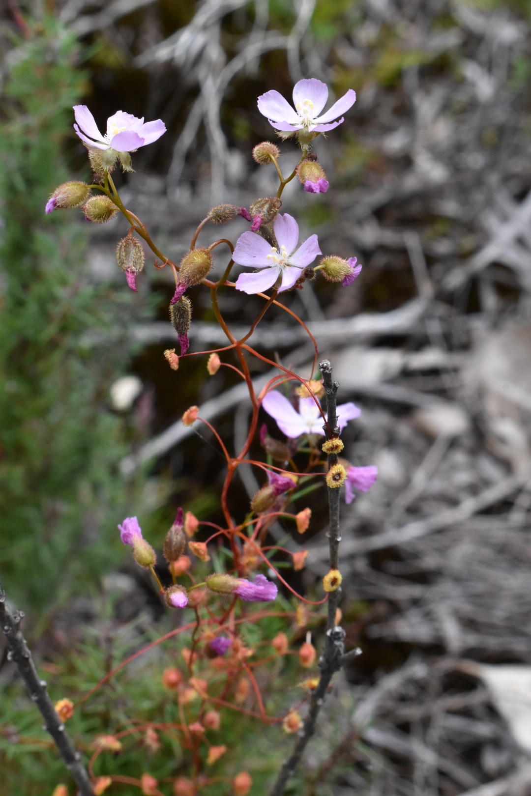 Drosera drummondii Lehm. 3