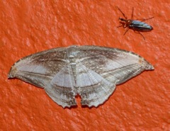 Morphomima fulvitacta