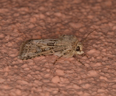 Agrotis orthogonia