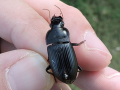 Harpalus caliginosus