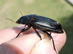 Harpalus caliginosus