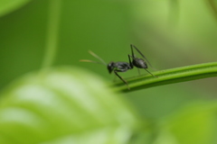 Gigantiops destructor