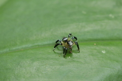 Corythalia vervloeti