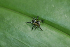 Corythalia vervloeti