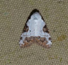 Meganola leucostola
