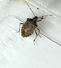 Halyomorpha halys