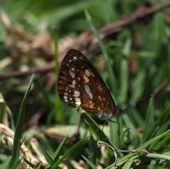 Lymanopoda labda labda